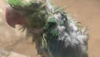 北京动物园一小鹦鹉被拍到头顶光秃皮肤裸露疑似抑郁,网友直呼心疼,园方回应