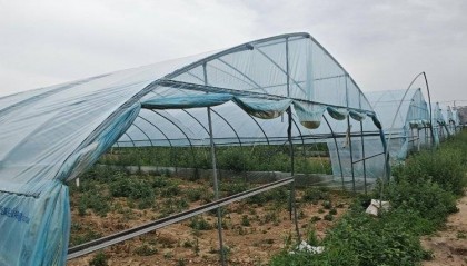 大棚遭断水,蔬菜被哄抢?甘肃一菜农在陕西承包的90座大棚几近绝收