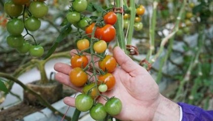 英媒:“皱果”病毒来袭,澳南部番茄种植业遭受严峻威胁