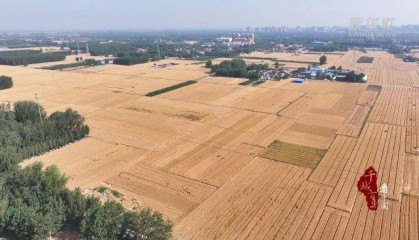 新华社关注山东冠县:80余万亩小麦开镰收割