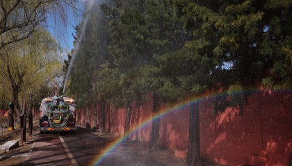 应对春季花粉高峰,北京将动态替换生长状况差的致敏树种