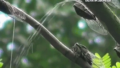 夏天在树下淋的雨可能是“蝉尿”，对人体有害吗？